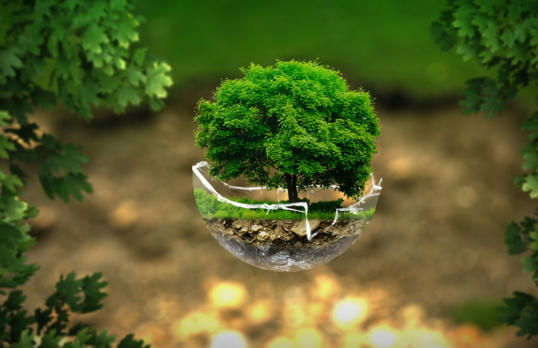 Arbre dans vert cassé avec zoom sous couches terre